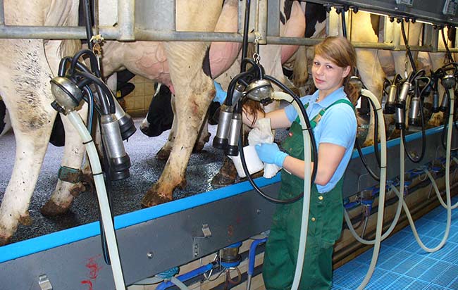 Milchproduktion